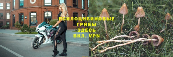 прущие грибы Армянск